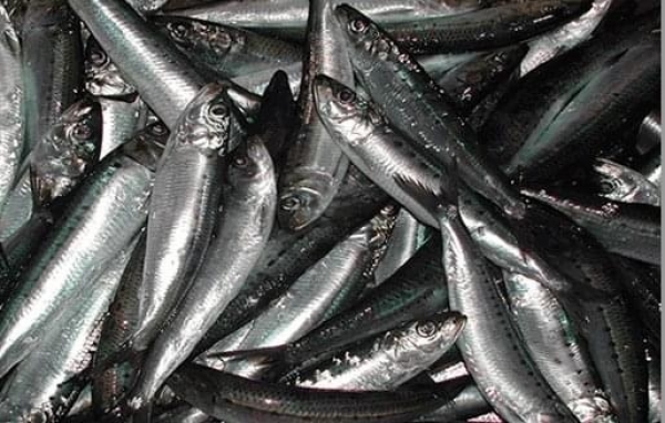 SARDINAS 