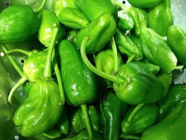PIMIENTOS DE PADRÓN